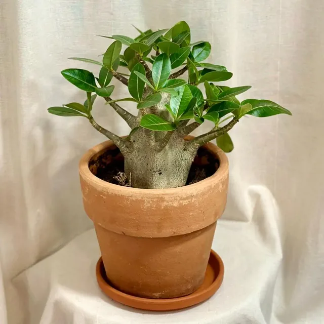 Adenium ‘Ansu Baobab’ maxi
