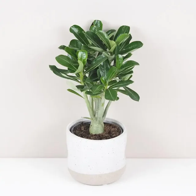 Adenium obesum ‘Picotee’ / Pouštní růže