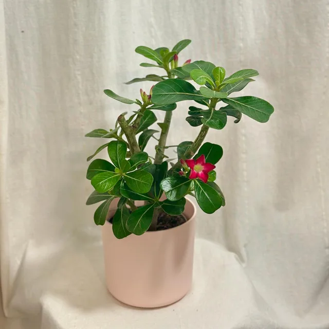 Adenium obesum ‘Red’ / Pouštní růže
