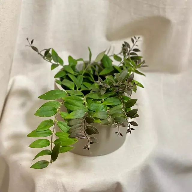 Aeschynanthus lobbianus