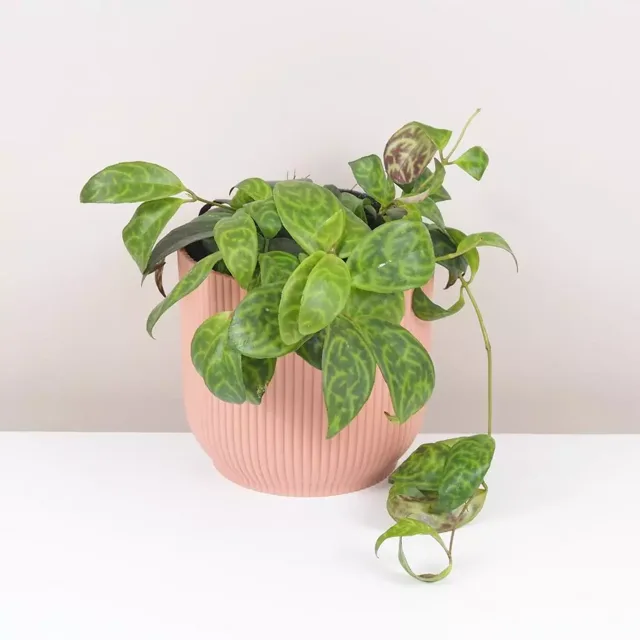 Aeschynanthus marmoratus