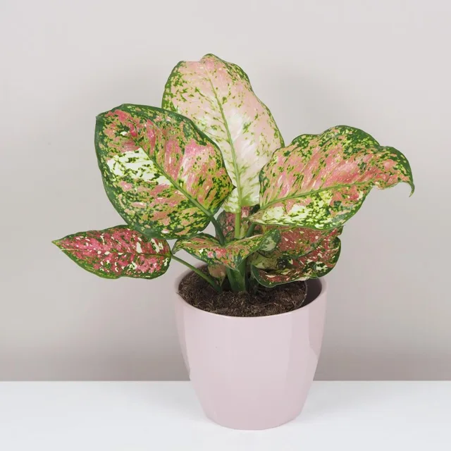 Aglaonema ‘Jazzy Red’