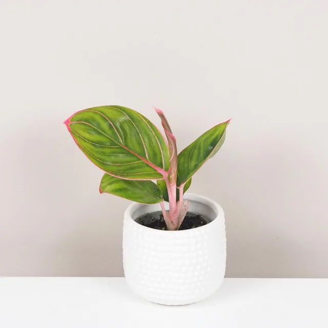 Aglaonema ‘Lipstick Pink’ malá