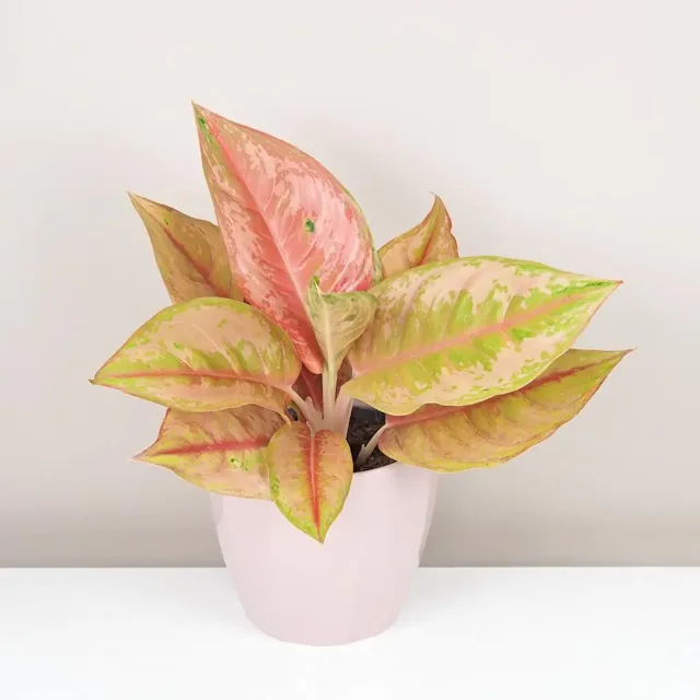 Aglaonema ‘Pastella’