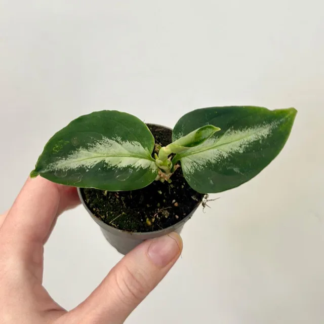 Aglaonema pictum malá