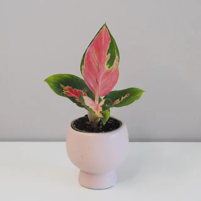 Aglaonema ‘Red Dragon’ malá