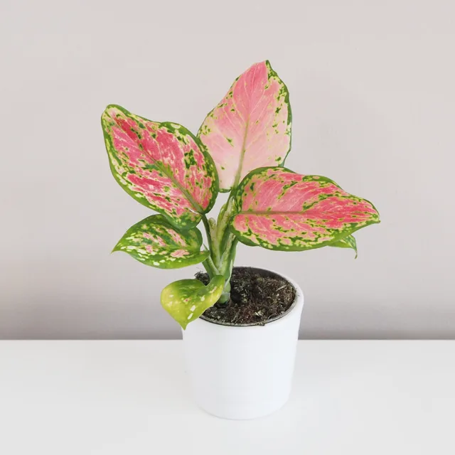 Aglaonema ‘Red Valentine’ malá