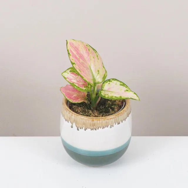 Aglaonema ‘Red Zirkon’ malá