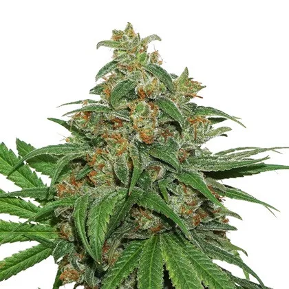 AK420 samonakvétací semena 3 ks Seedstockers
