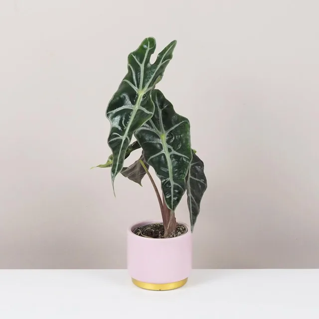 Alocasia amazonica malá