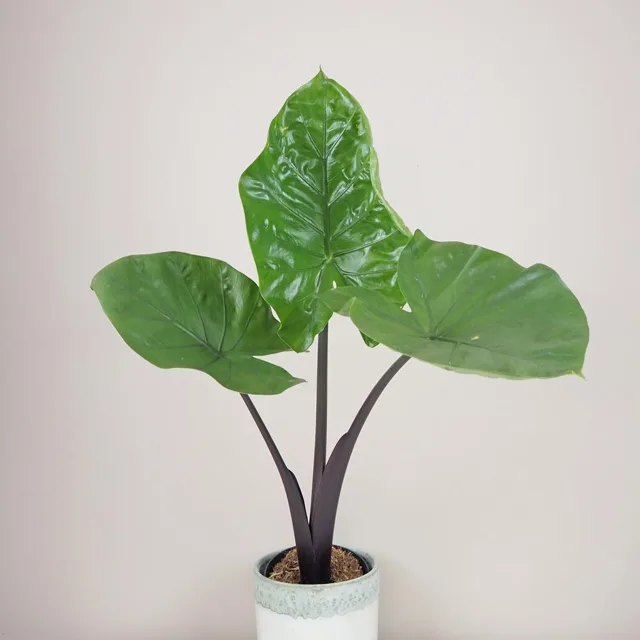 Alocasia ‘Black cobra’ velká