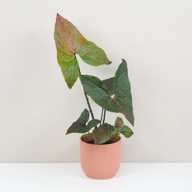 Alocasia ‘Black Jack’ velká