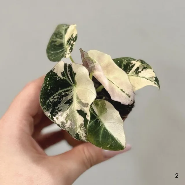 Alocasia ‘Black Velvet Pink Variegata’ 2