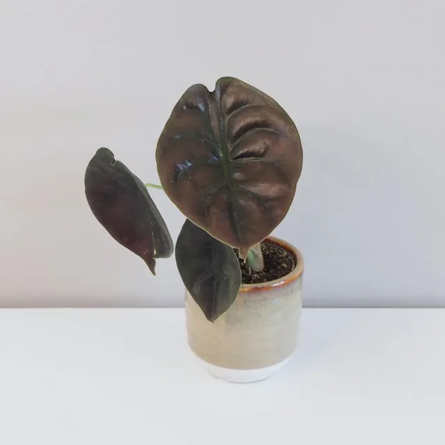 Alocasia cuprea ‘Red Secret’ malá