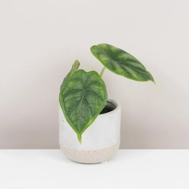 Alocasia ‘Dragon Scale’ malá