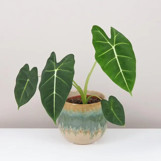 Alocasia ‘Frydek’