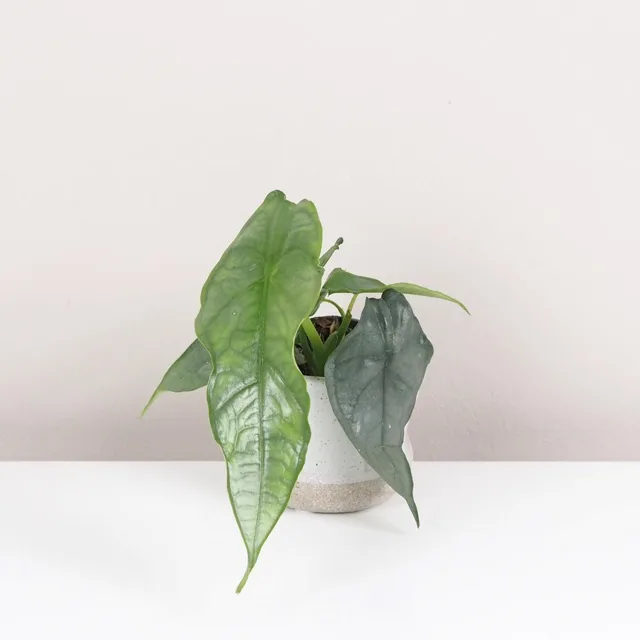 Alocasia heterophylla ‘Dragon’s breath’ malá