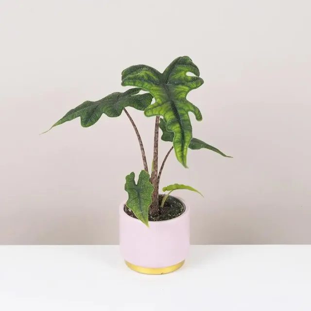 Alocasia ‘Jacklyn’
