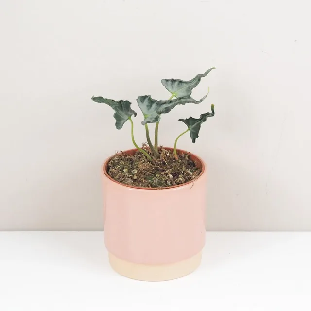 Alocasia ‘Loco’