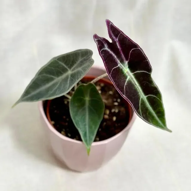 Alocasia longiloba ‘Purple’