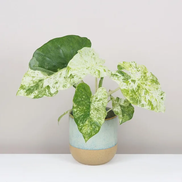 Alocasia macrorrhiza variegata