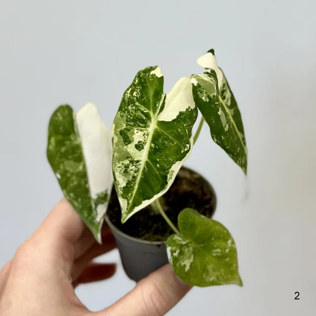 Alocasia micholitziana ‘Frydek’ variegata baby