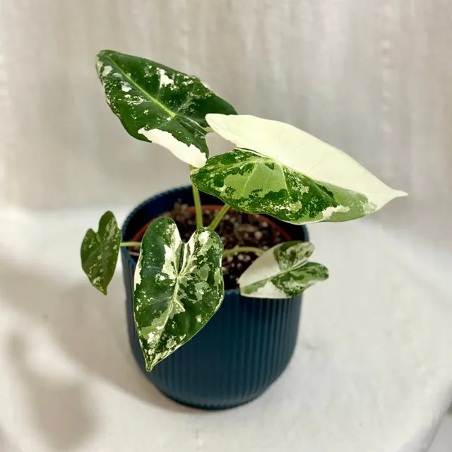 Alocasia micholitziana ‘Frydek’ variegata střední