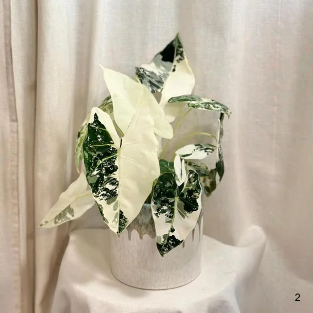Alocasia micholitziana ‘Frydek’ variegata velká 2