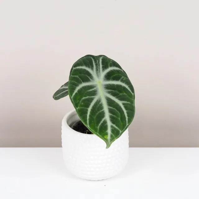 Alocasia ‘Ninja’ malá
