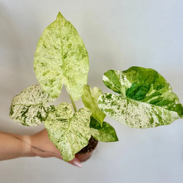 Alocasia odora ‘Batik Variegata’