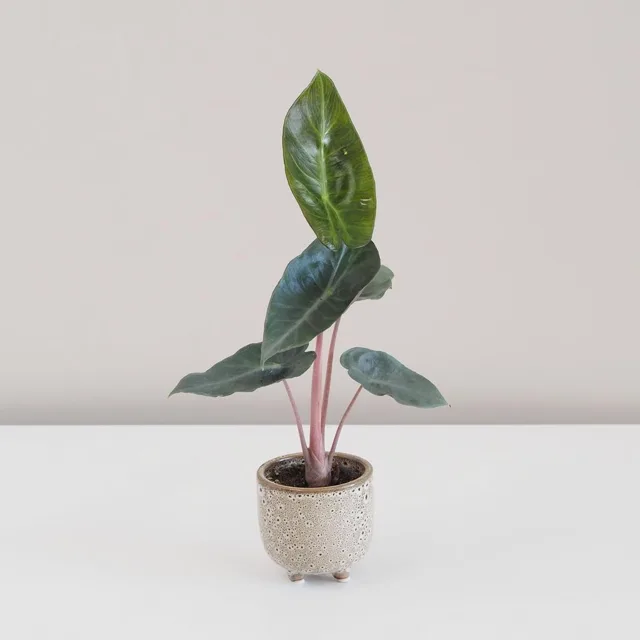 Alocasia ‘Pink Dragon’ malá