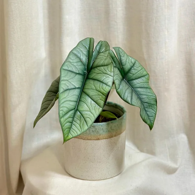 Alocasia ‘Platinum’