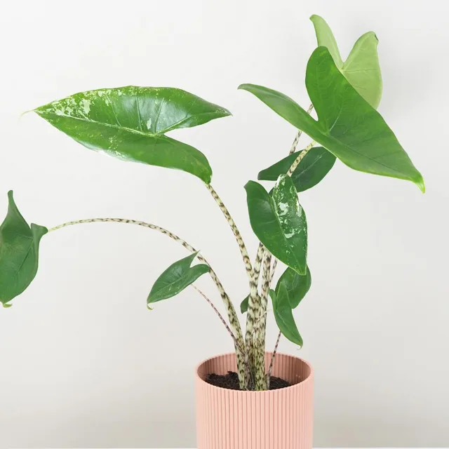 Alocasia zebrina variegata velká