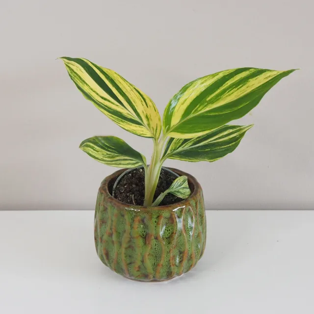 Alpinia zerumbet variegata