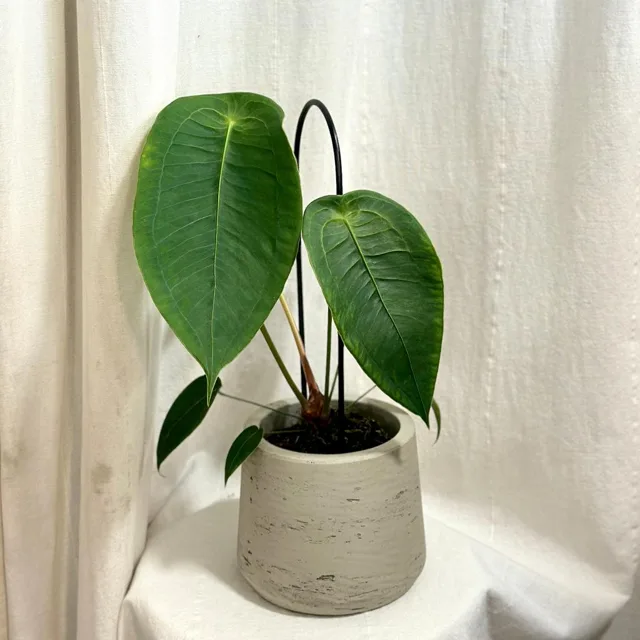 Anthurium peltigerum velké