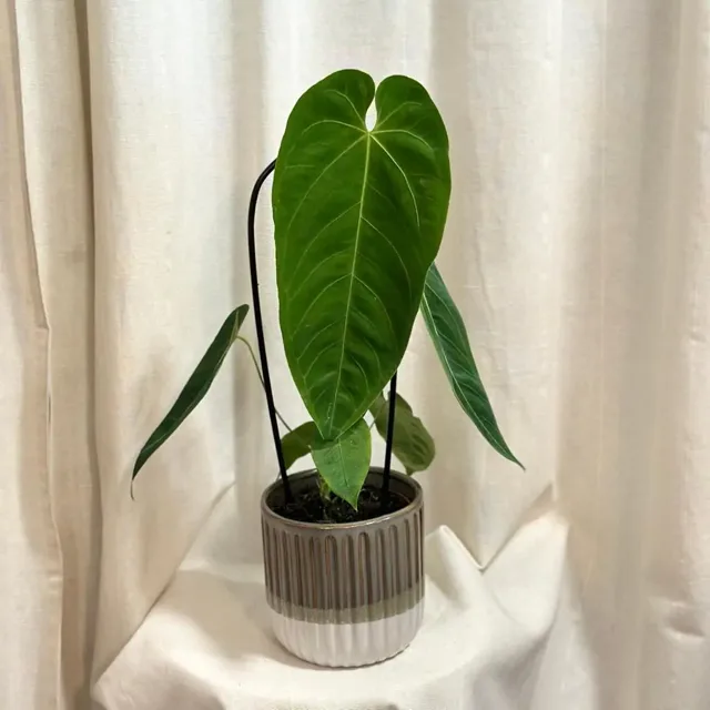 Anthurium queremalense velké