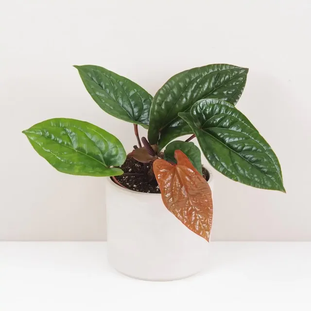 Anthurium radicans x luxurians