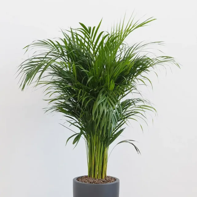 Areca Dypsis lutescens maxi