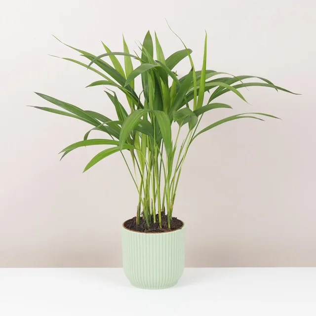 Areca Dypsis lutescens střední