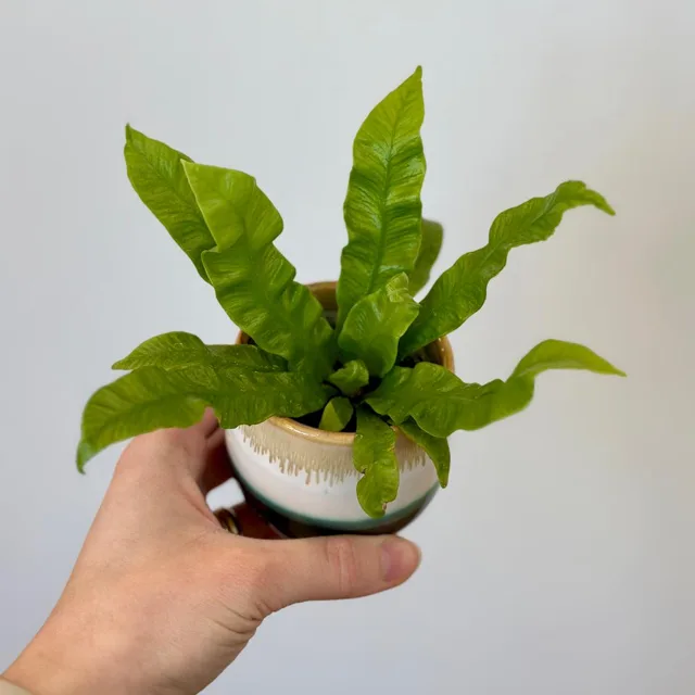 Asplenium nidus ‘Crispy Wave’