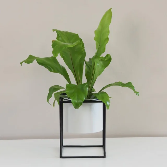 Asplenium nidus