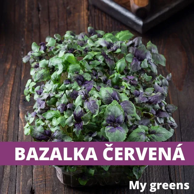 Bazalka červená microgreens semena 5g