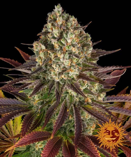 Biscotti - feminizovaná semena, 3 ks, Barneys Farm
