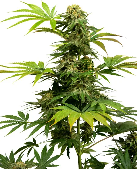 Black Harlequin CBD - feminizovaná semínka 10 ks, Sensi Seeds