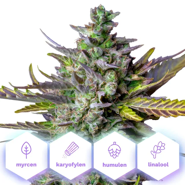 Blue Cheese Auto - samonakvétací semena konopí, 3 ks, Cannapio