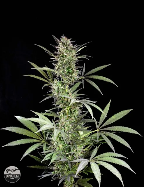 Blue Fruit 3 ks feminizovaná semínka Dinafem
