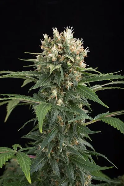Blue Thai - feminizovaná semínka 10ks Dinafem