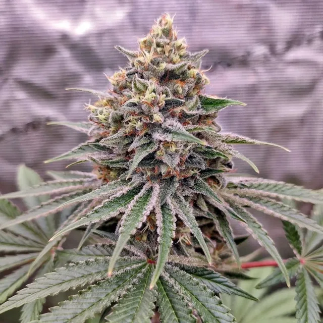 Blue Zushi - feminizovaná semena, 3 ks, Dutch Passion