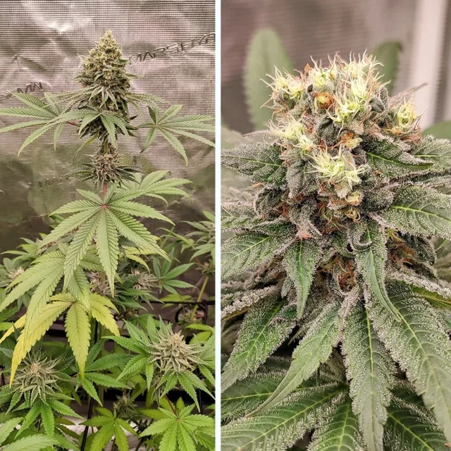 Blue Zushi - feminizovaná semena, 5 ks, Dutch Passion
