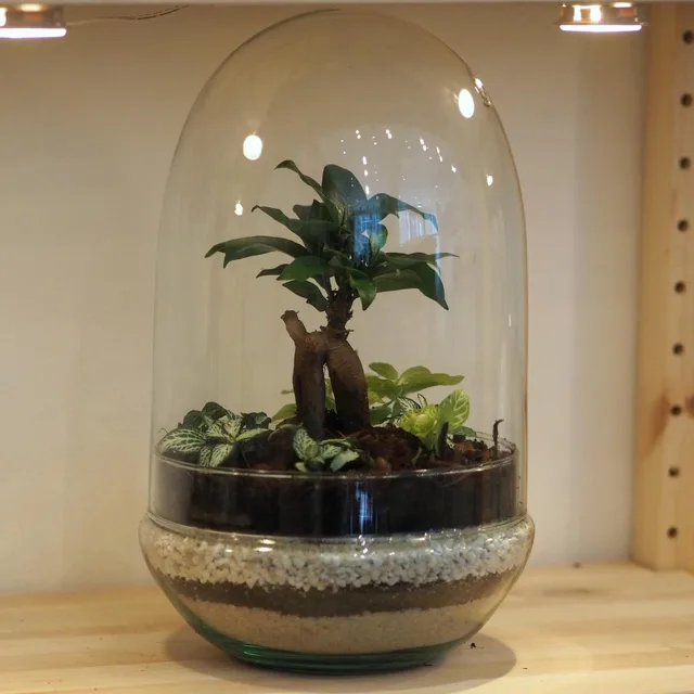 Bonsai terárium kupole